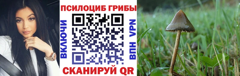 Псилоцибиновые грибы мицелий цена Перевоз